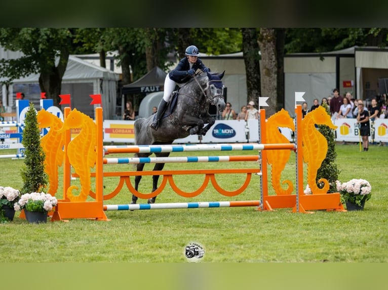 Selle Français Giumenta 7 Anni 164 cm Grigio in Aulnoye-Aymeriesies