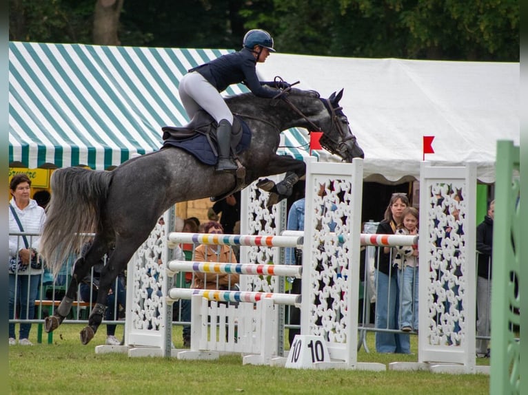 Selle Français Giumenta 7 Anni 164 cm Grigio in Aulnoye-Aymeriesies