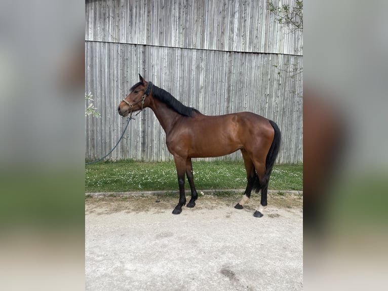 Selle Français Giumenta 7 Anni 165 cm Baio in La Rochefoucauld