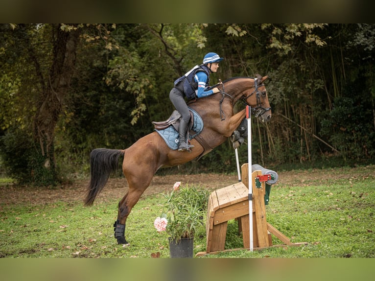 Selle Français Giumenta 7 Anni 165 cm Baio in Neuville-les-Dames