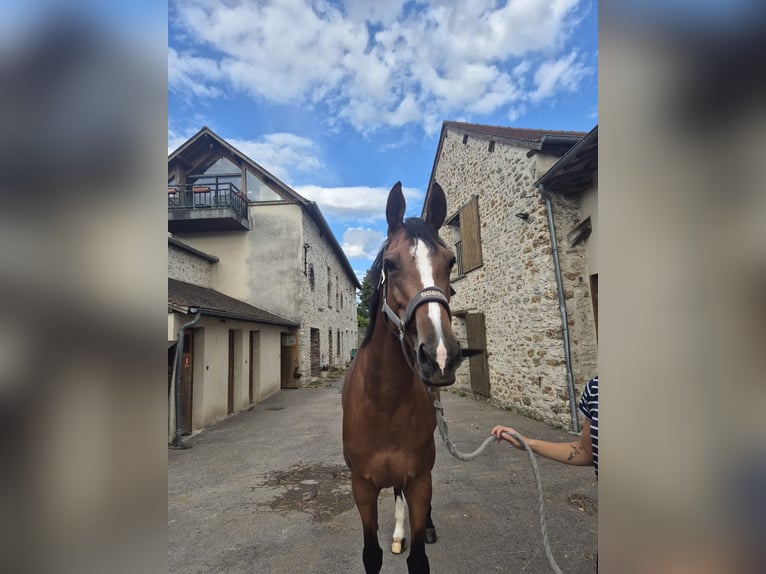 Selle Français Giumenta 7 Anni 169 cm Baio in Drocourt