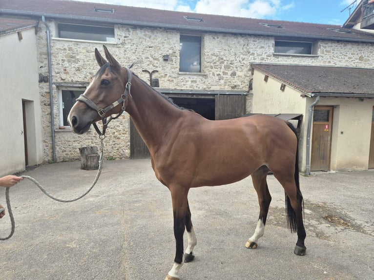 Selle Français Giumenta 7 Anni 169 cm Baio in Drocourt