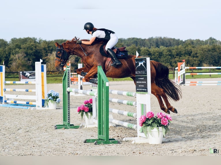 Selle Français Giumenta 8 Anni 160 cm Sauro in Pontoy