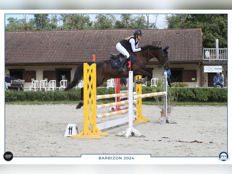 Selle Français Giumenta 8 Anni 163 cm Morello in Grisy suisnes