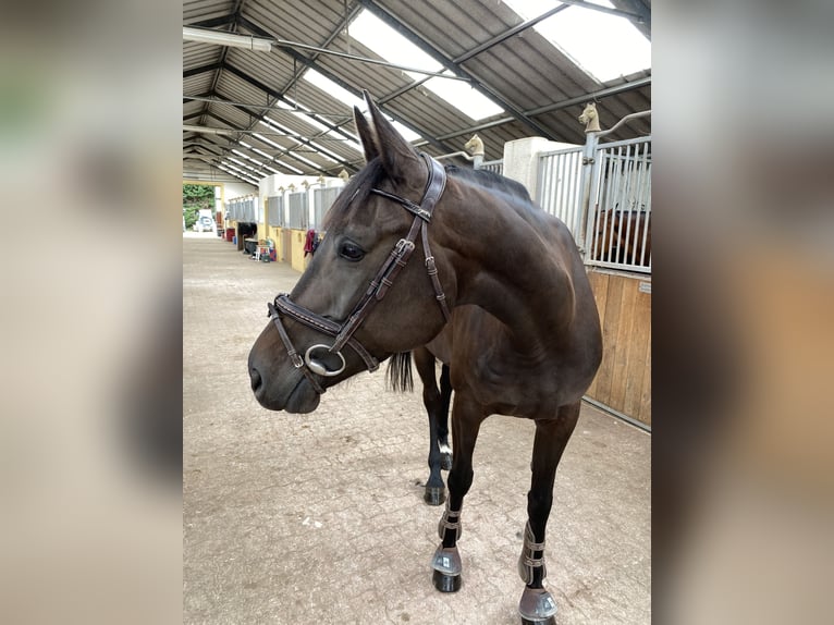 Selle Français Giumenta 8 Anni 163 cm Morello in Grisy suisnes