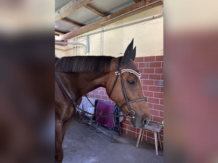 Selle Français Giumenta 8 Anni 165 cm Sauro scuro in Völkermarkt