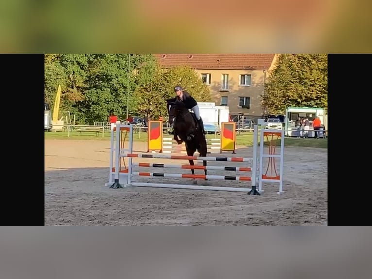 Selle Français Giumenta 8 Anni 167 cm Baio in Kreuzwertheim