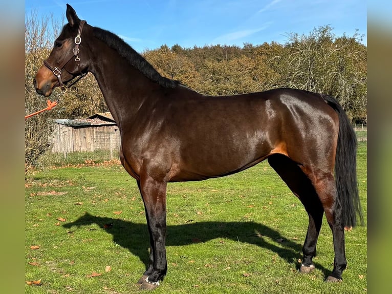 Selle Français Giumenta 8 Anni 167 cm Baio scuro in Préchac