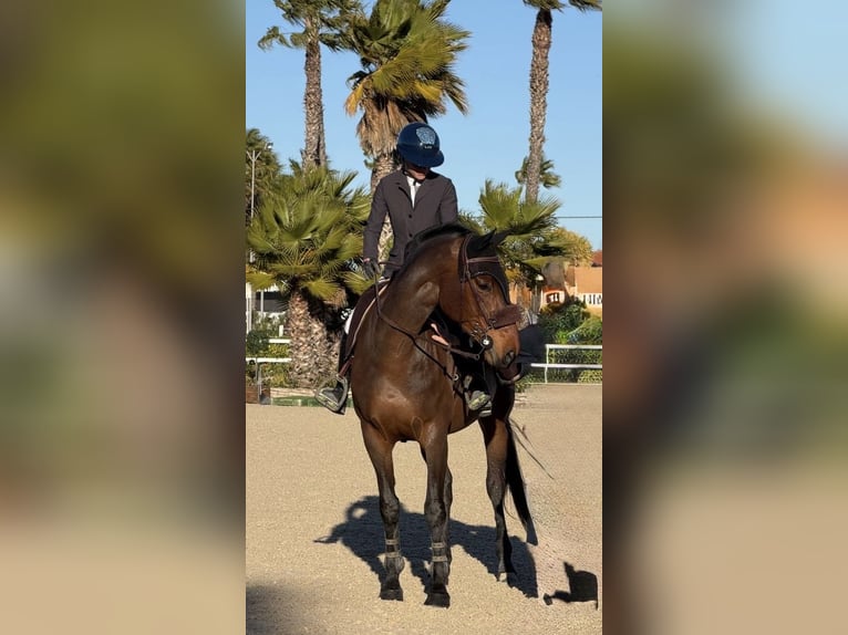 Selle Français Giumenta 8 Anni 167 cm Baio scuro in Combaillaux