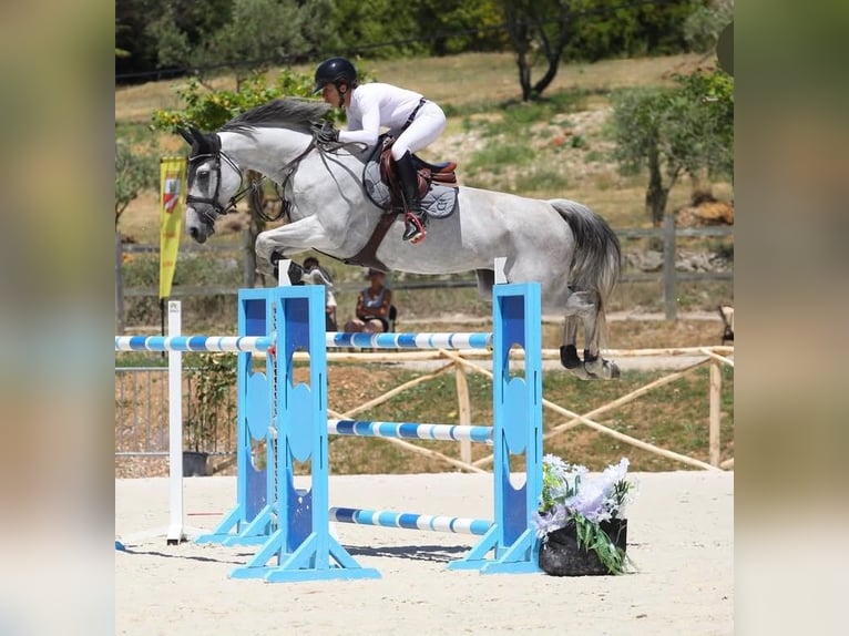 Selle Français Giumenta 8 Anni 167 cm Grigio in aix en provence