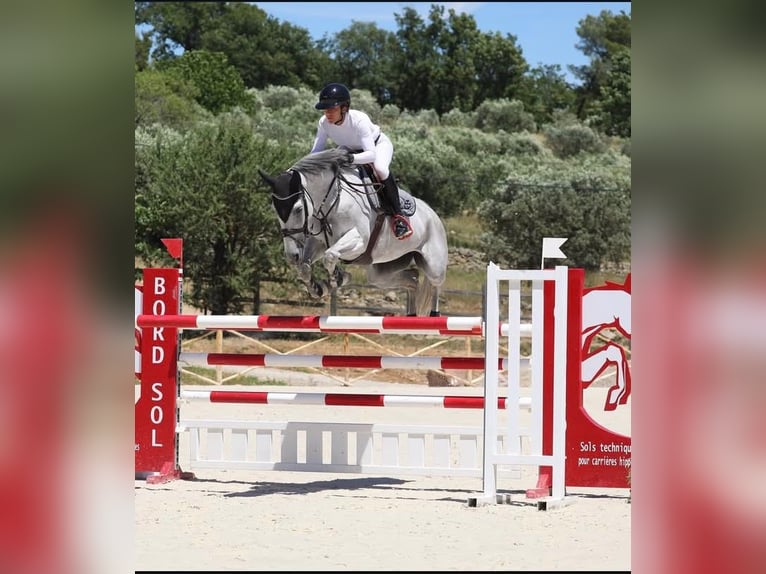 Selle Français Giumenta 8 Anni 167 cm Grigio in aix en provence