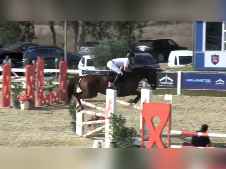 Selle Français Giumenta 8 Anni 167 cm Sauro in Roma