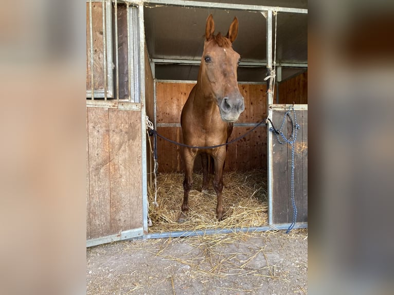 Selle Français Giumenta 8 Anni 167 cm Sauro in Roma