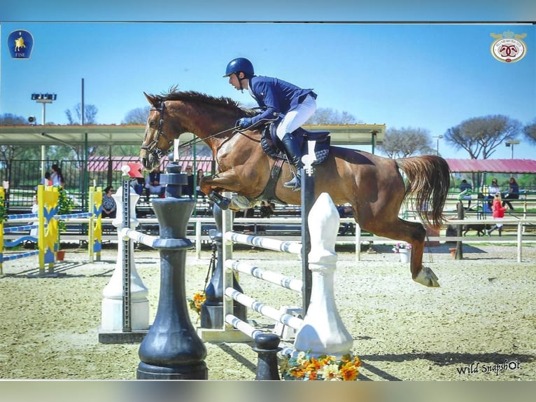 Selle Français Giumenta 8 Anni 167 cm Sauro in Roma