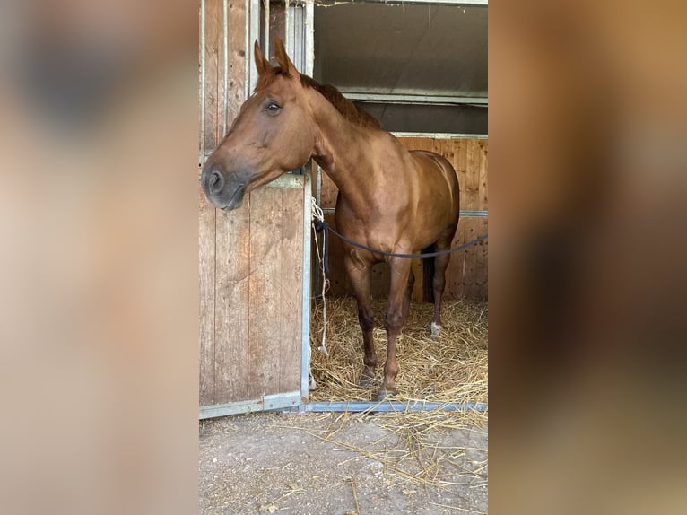 Selle Français Giumenta 8 Anni 167 cm Sauro in Roma