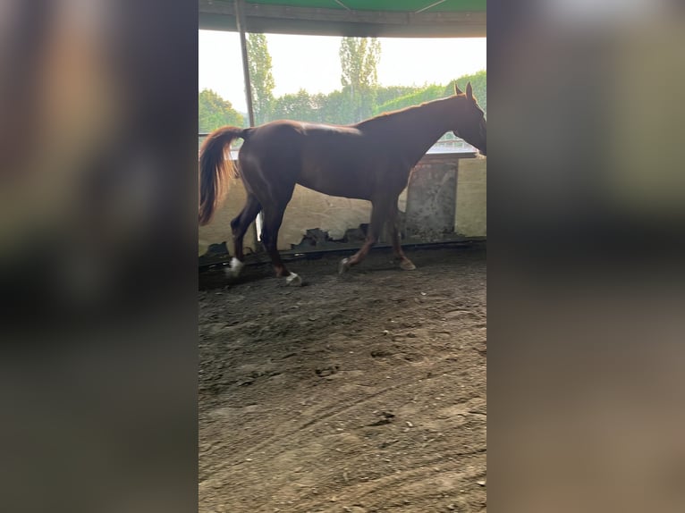 Selle Français Giumenta 8 Anni 167 cm Sauro in Roma