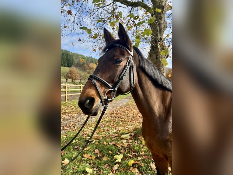 Selle Français Giumenta 8 Anni 168 cm Baio in Neuh&#xFC;tten