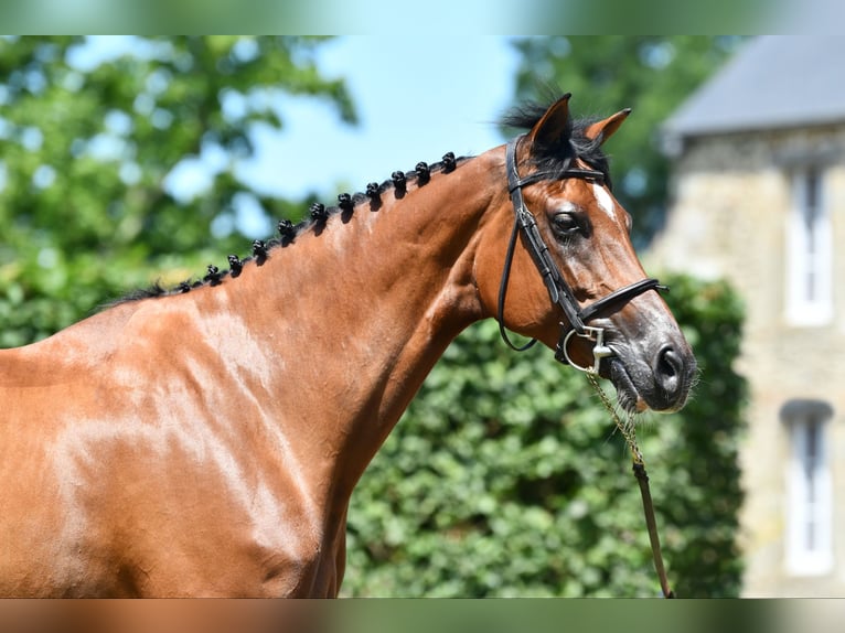 Selle Français Giumenta 8 Anni 168 cm Baio in Saint-Pierre-de-Coutances