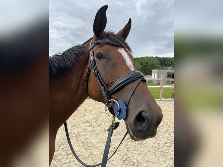 Selle Français Giumenta 8 Anni 168 cm Baio in Saint-Vérain