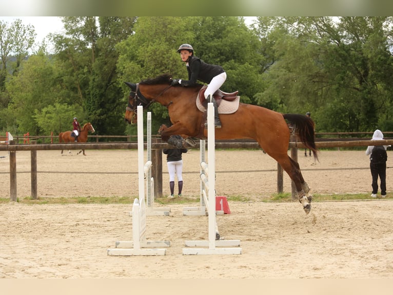 Selle Français Giumenta 8 Anni 172 cm Baio in Roquebrune-sur-Argens