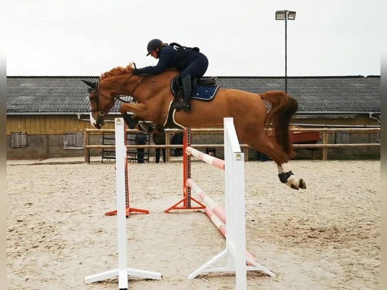 Selle Français Giumenta 8 Anni 175 cm Sauro in Kaleń Towarzystwo