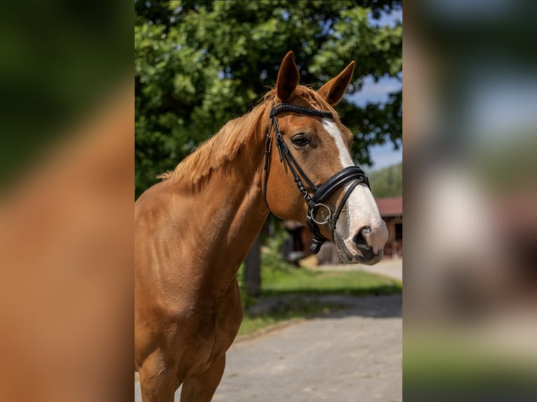 Selle Français Giumenta 8 Anni 175 cm Sauro in Kaleń Towarzystwo