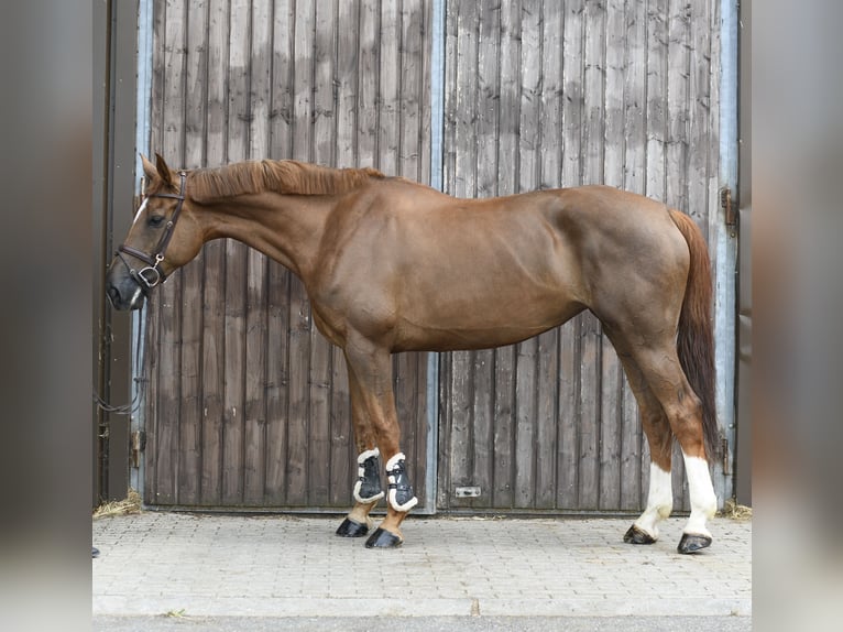 Selle Français Giumenta 8 Anni 175 cm Sauro scuro in Geilenkirchen