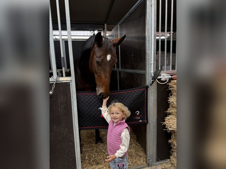 Selle Français Giumenta 8 Anni Baio in Aeugst am Albis