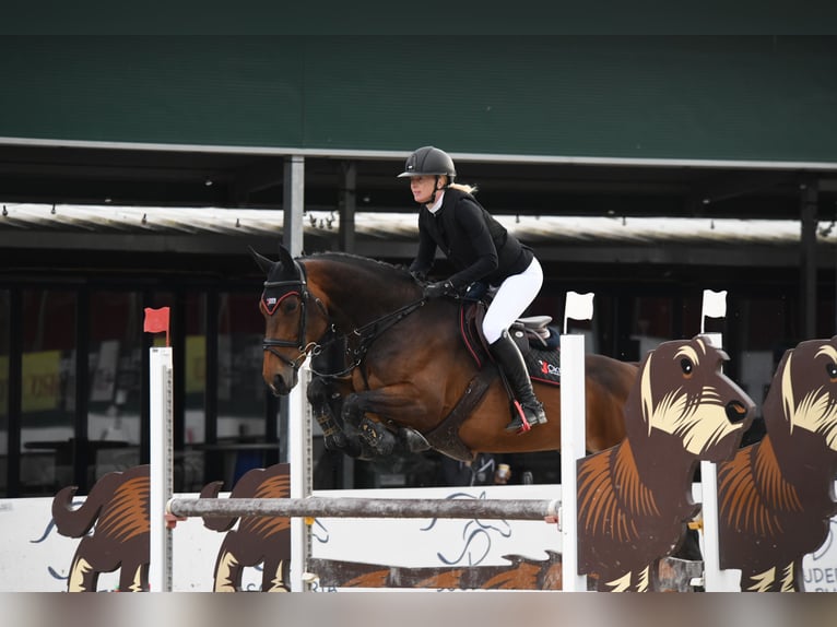 Selle Français Giumenta 8 Anni Baio in Aeugst am Albis