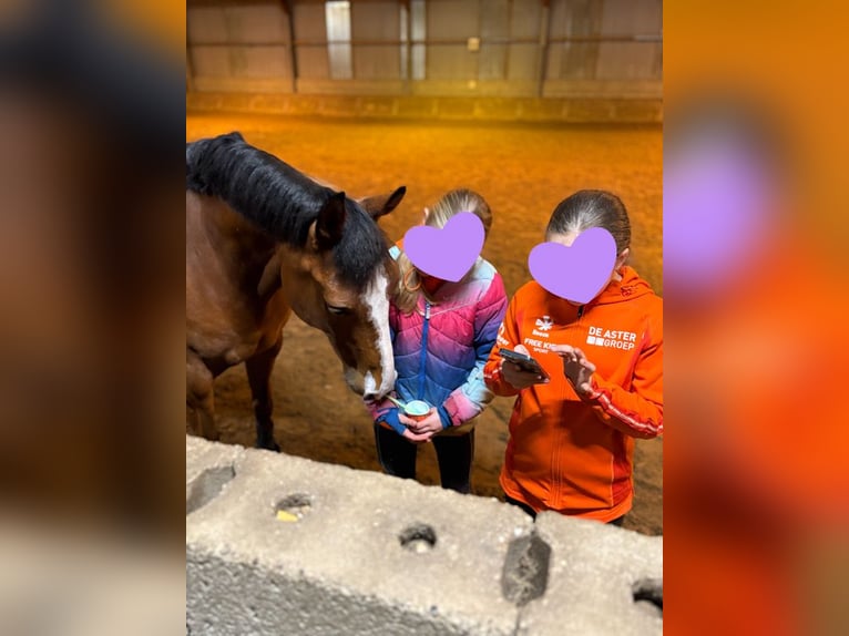 Selle Français Mix Giumenta 9 Anni 148 cm Baio scuro in Den Haag