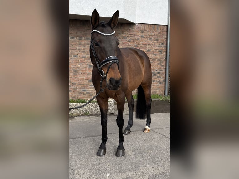 Selle Français Giumenta 9 Anni 163 cm Baio scuro in Niederkassel