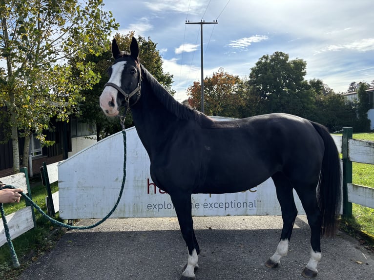 Selle Français Giumenta 9 Anni 164 cm Morello in Loßburg