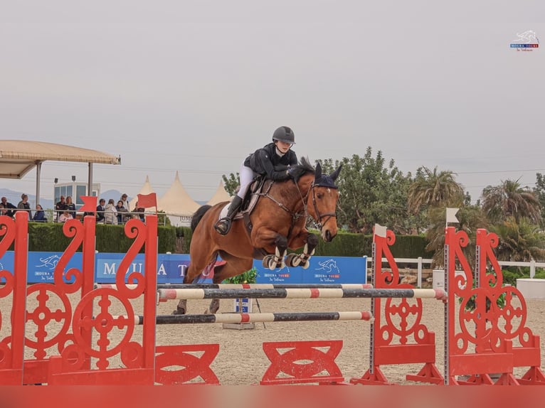 Selle Français Giumenta 9 Anni 165 cm Baio in Malla