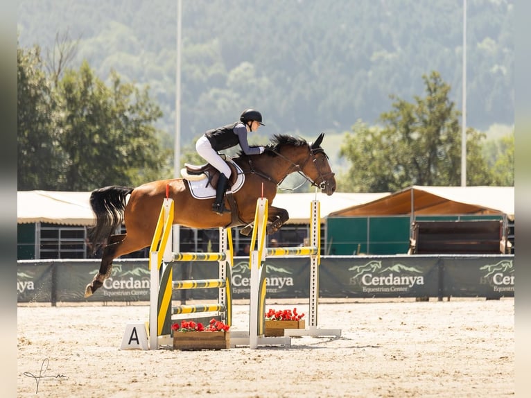 Selle Français Giumenta 9 Anni 165 cm Baio in Malla