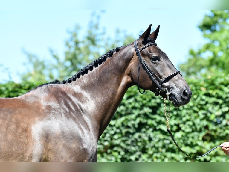 Selle Français Giumenta 9 Anni 167 cm Baio nero in Saint-Pierre-de-Coutances