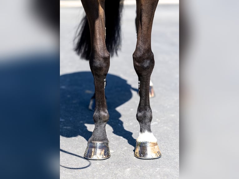 Selle Français Giumenta 9 Anni 167 cm Baio nero in Saint-Pierre-de-Coutances