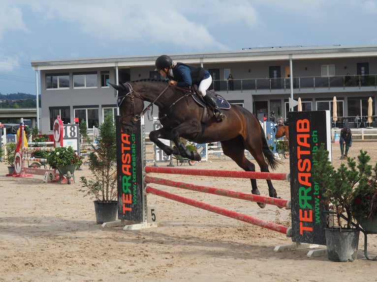 Selle Français Giumenta 9 Anni 167 cm Baio nero in Corcelles