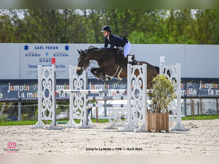 Selle Français Giumenta 9 Anni 168 cm Baio nero in Haguenau