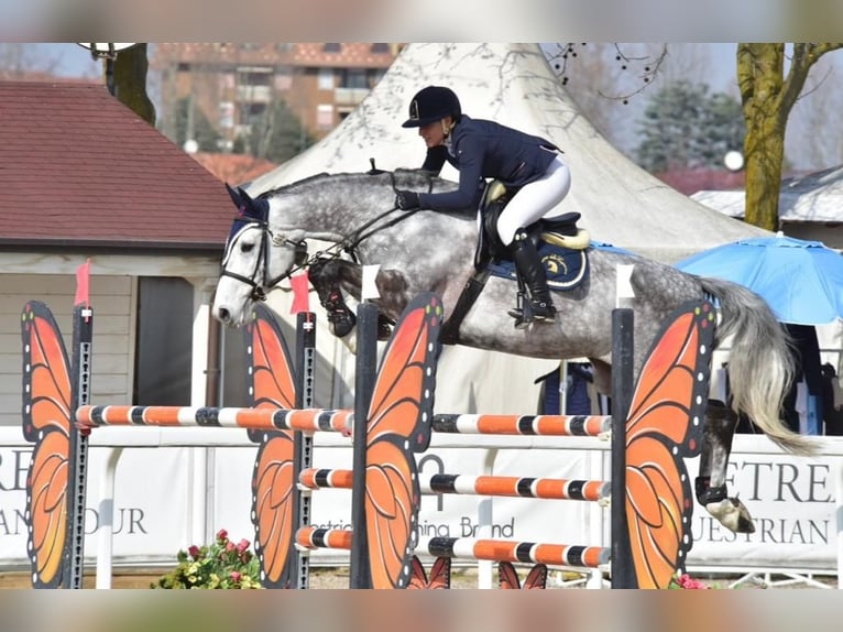 Selle Français Giumenta 9 Anni 168 cm Grigio in casorate sempione