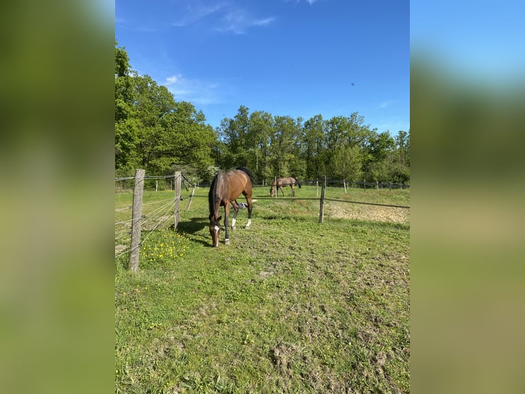 Selle Français Giumenta 9 Anni 170 cm Baio in Saint-Éloi