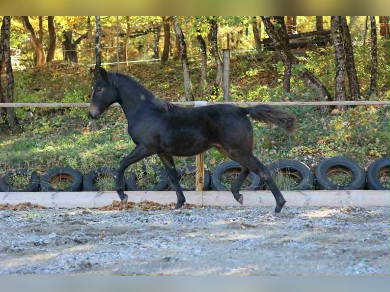 Selle Français Giumenta Puledri (03/2025) 160 cm Baio in Sisteron