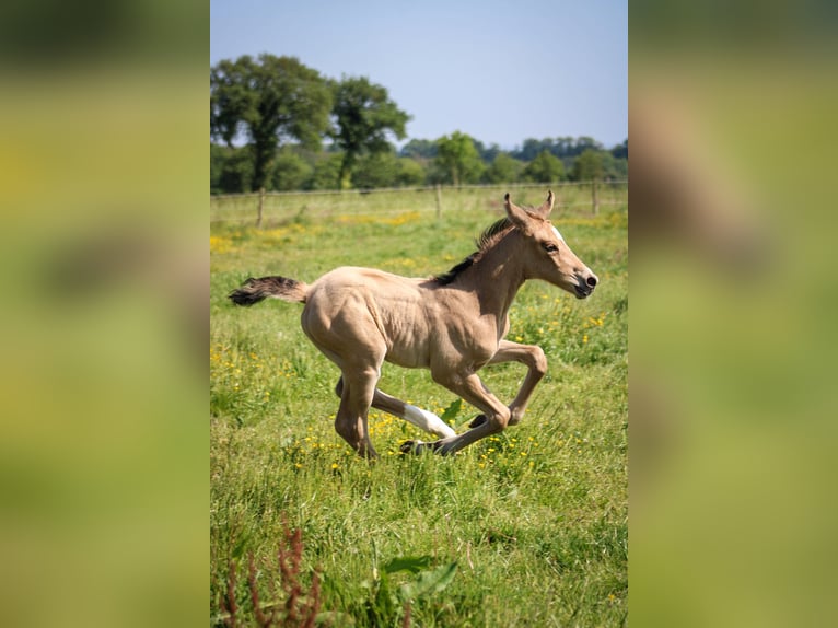Selle Français Giumenta  Falbo in Merdrignac
