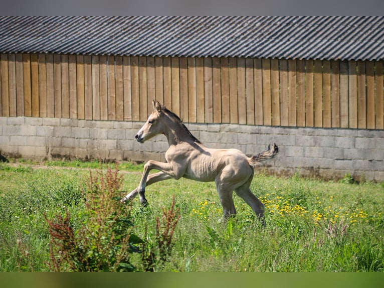 Selle Français Giumenta  Falbo in Merdrignac