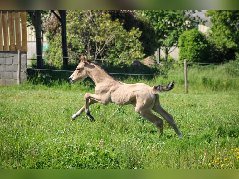Selle Français Giumenta  Falbo in Merdrignac