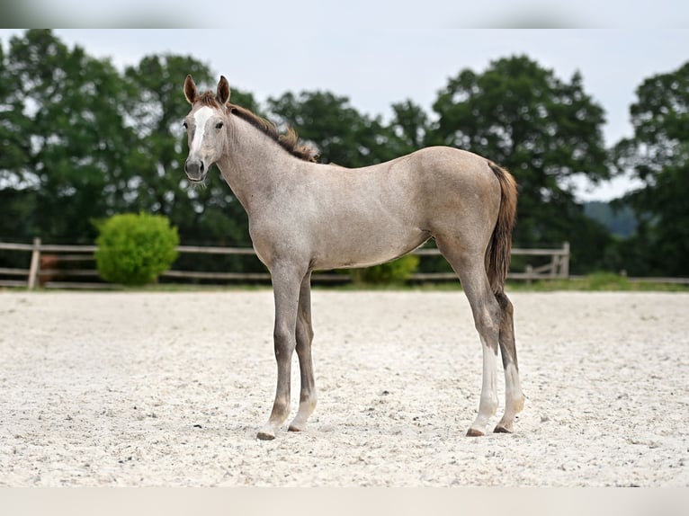 Selle Français Giumenta Puledri (03/2026) Grigio in La chapelle montligeon