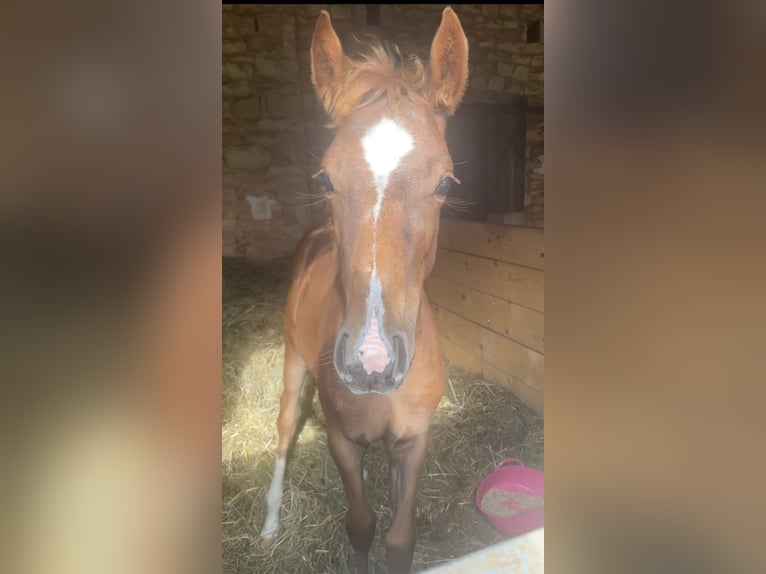 Selle Français Giumenta Puledri (05/2024) Sauro in GROTE-BROGEL