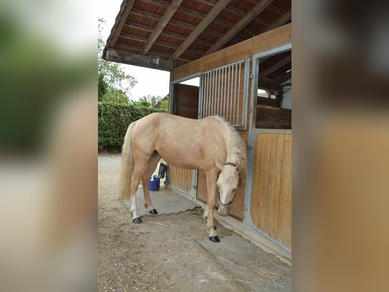 Selle Français Giumenta Puledri (03/2026) Sauro in Sornay
