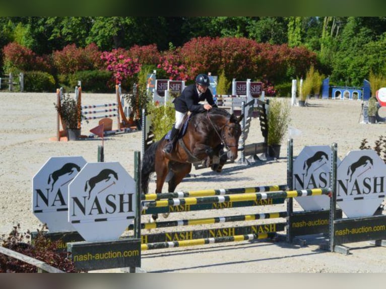 Selle Français Hengst 10 Jaar 165 cm Bruin in La Chapelle en Juger, Basse-Normandie