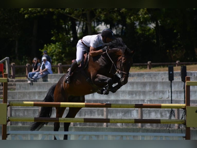 Selle Français Hengst 10 Jaar 165 cm Bruin in La Chapelle en Juger, Basse-Normandie