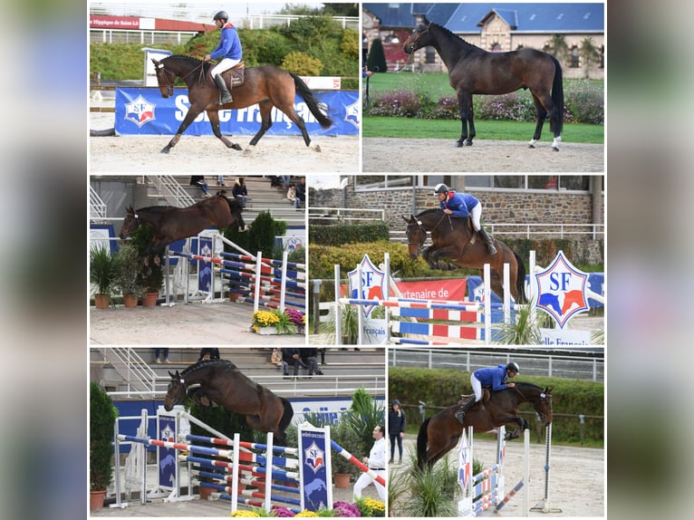 Selle Français Hengst 10 Jaar 165 cm Bruin in La Chapelle en Juger, Basse-Normandie